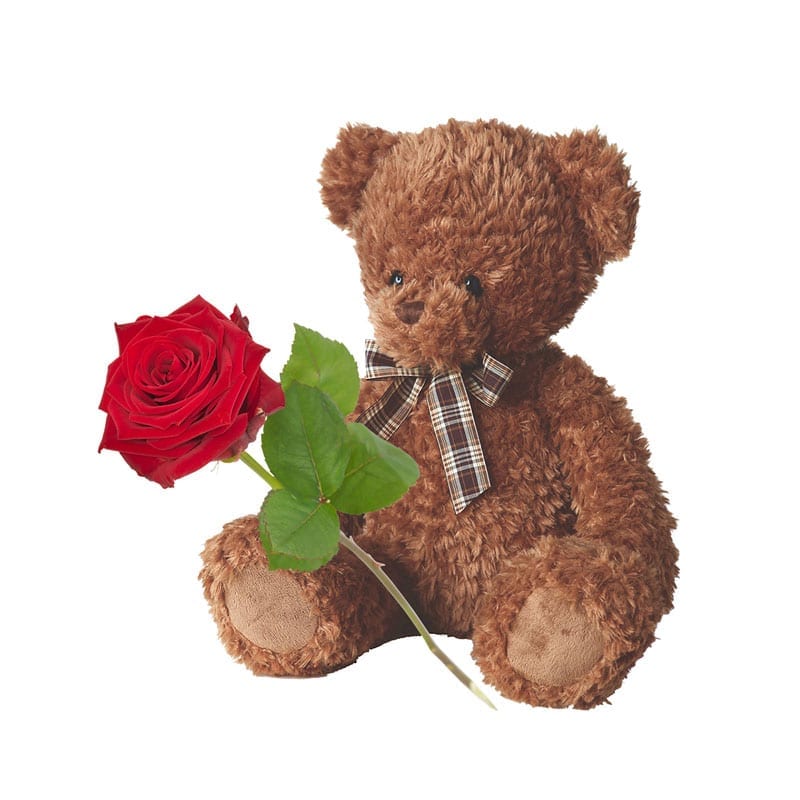 Teddybeer met enkele roos