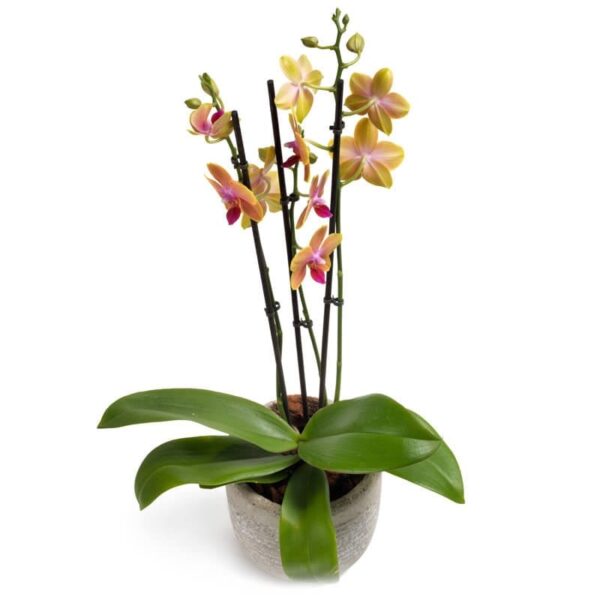 Lichtgetinte Phalaenopsis